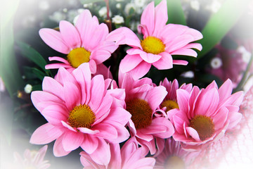 natural pink chrysanthemum flowers with petals and pestles
