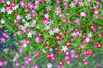 Obraz na płótnie Canvas Gypsophila paniculata pink red flowers field or fresh small baby's breath blooming in garden top view colorful green leaf background