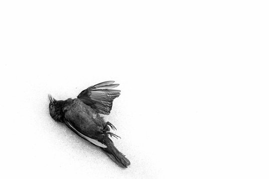 Bird Death in black ahd white no colors with a white background