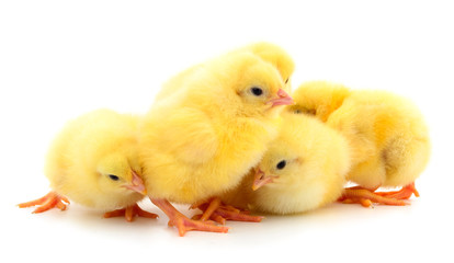 Group of little chickens.