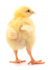 One yellow chicken.