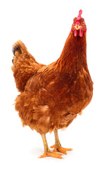 Brown hen isolated.