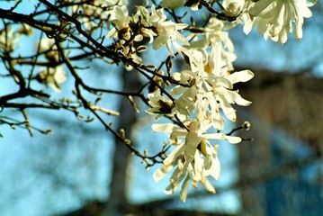 branch of a tree in spring