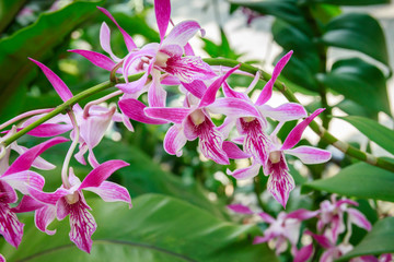 Purple and white orchid flower, dendrobium family in a tropical garden