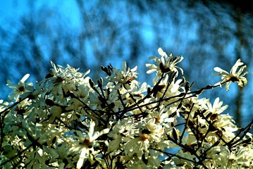flowers in spring