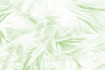 Beautiful lime green color trends feather texture background with isolated