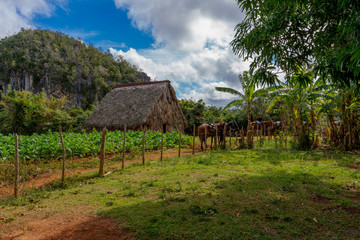 ferme à cuba de cigare