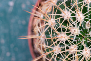 Close up of shaped cactus with long thorns