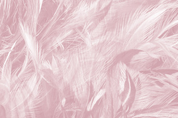 Naklejki  Piękny biały fiolet - fioletowe kolory mgły tonu pióro tekstury tła, kolor trendów