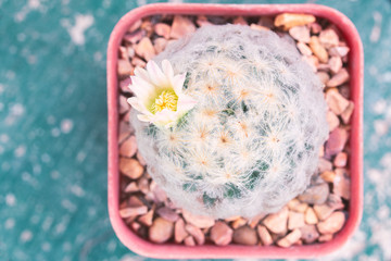 Close up to the  flower of cactus in a Flower pot