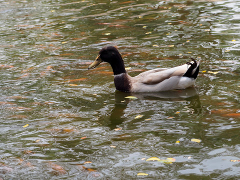 Duck swimming in water.Duck on water scene. Duck water. Duck swim. 