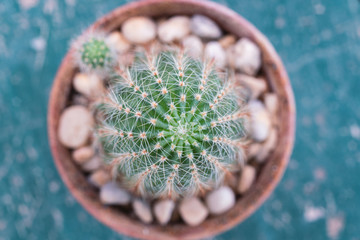 Close up of shaped cactus with long thorns