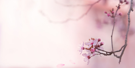 Cherry blossoms. A branch with pink sakura flowers in defocus on a pale pink background. Flowering gardens. Spring blurred background. Copy space. Panorama