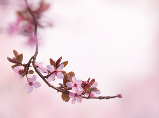 Cherry blossoms. A branch with pink sakura flowers in defocus on a pale pink background. Flowering gardens. Spring blurred background. Copy space