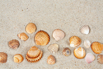 beautiful sea shells on sand