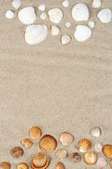 beautiful sea shells on sand