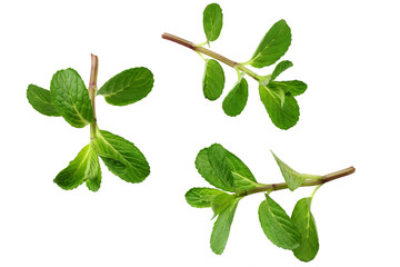 Fresh mint leaves isolated on white background. top view