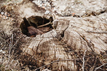 A very old big rotten stump with cracks and a hole in the middle.