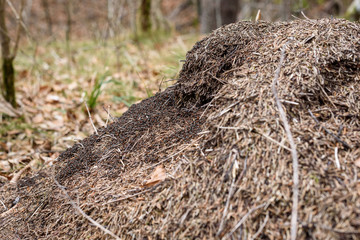 Big anthill with colony of ants in forest woods.