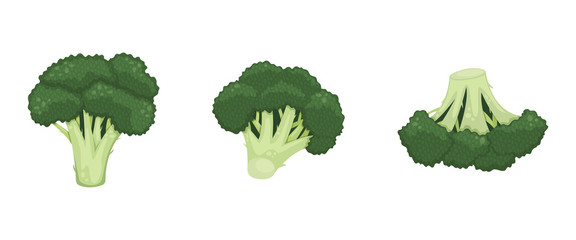 Set of green broccoli inflorescence. Healthy food, vegetarianism. Isolated flat vector illustration.