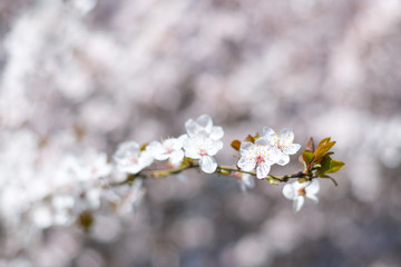 Beautiful close up of cherry blossom sakura tree in spring bloom time over bokeh. Spring floral background. Natural colors. Copy space for text