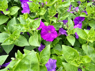 Petunia 'Shock Wave Denim'