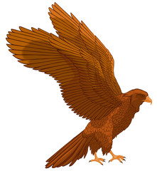 Brown falcon spread its wings, preparing to take off. Colored vector illustration of a hawk. Image of a bird of prey.