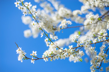 Beautiful close up of cherry blossom sakura tree in spring bloom time over bright blue sky. Spring floral background. Nature vibrant colours. Copy space for text