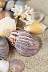 beautiful sea shells on sand