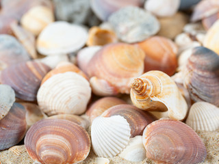 beautiful sea shells on sand