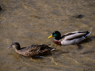 duck