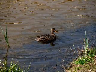 duck