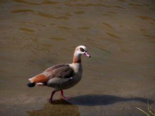 nile goose