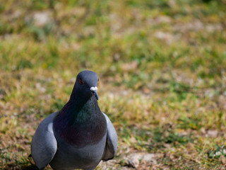 bird