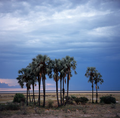 palms landscape in savannah in namibia