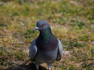 bird