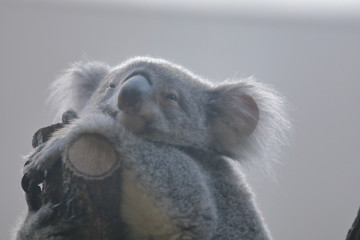 コアラ　