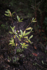 Rudraksha Plant