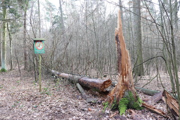 złamane drzewo las