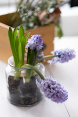 Flowers composition with lilac and pink hyacinths. Spring flowers in vase on white background.