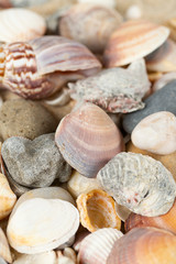 beautiful sea shells on sand