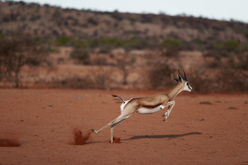 impala in savannah in namibia