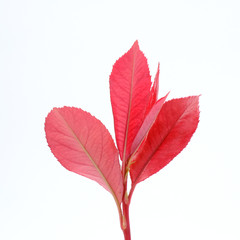 Beautiful red young leaves on white background, Soft peak of Photinia or red robin plant, Small trees.