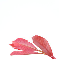Beautiful red young leaves on white background, Soft peak of Photinia or red robin plant, Small trees.