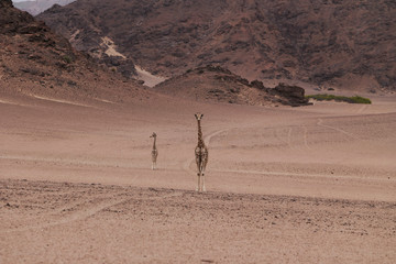 giraffe in savannah in namibia