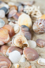 beautiful sea shells on sand