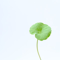 Closeup leaf of Gotu kola, Asiatic pennywort, Indian pennywort on white background, herb and medical concept, selective focus