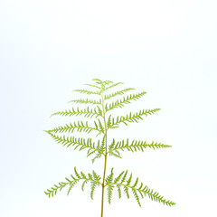 Fern on a white background