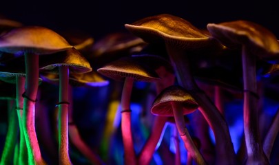 Color magic mushrooms - psilocybe	