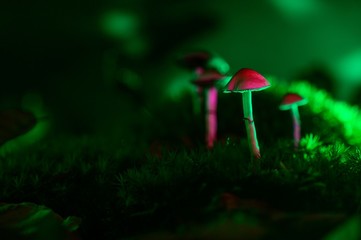 Color magic mushrooms - psilocybe	